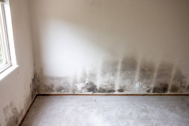 Best Asbestos and Lead Testing During Mold Inspection  in Hanover Park, IL